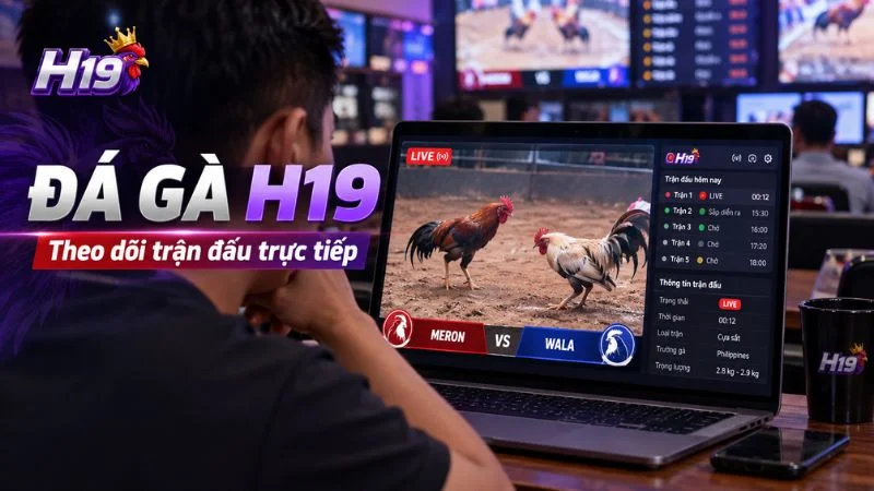 Đá Gà H19 với giao diện theo dõi trận đấu trực tiếp